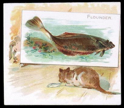 N39 Flounder
